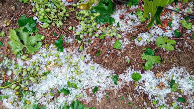 Ζημιές-από-το-χαλάζι-σε-καλλιέργειες-της-ΔΕ.-Ελευθερών