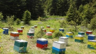 ΠΑΓΓΑΙΟ:-Εξιχνιάστηκε-άμεσα-η-κλοπή-των-47-μελισσοκυψελών