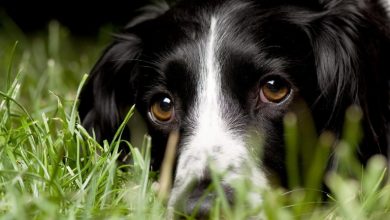 Καβάλα:-Διαδικτυακή-απάτη-με-πώληση-κουταβιών