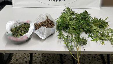 Καβάλα:-Έκρυβε-κάνναβη-στη-στάνη