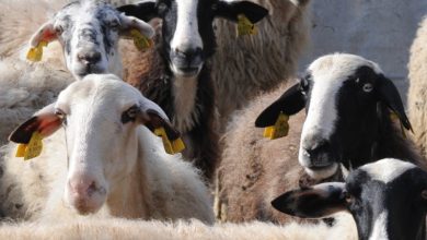 Θάσος:-Έκλεψαν-16-αμνοερίφια