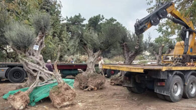 Επτά-ελαιόδεντρα-θα-μεταφυτευτούν-στην-Καβάλα