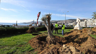 Ξεκίνησε-η-μεταφύτευση-ελαιόδεντρων-σε-κεντρικά-σημεία-της-Καβάλας