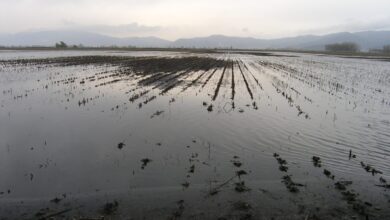 Θα-αποζημιωθούν-καλαμποπαραγωγοί στα Τενάγη-Φιλίππων