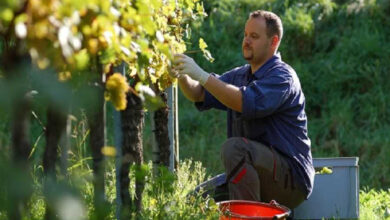 Σε-4-αντί-σε-2-χρόνια-η-εξόφληση-των-αγροτικών-χρεών-για-την-Ειδική-Ασφαλιστική-Εισφορά-του-ΕΛΓΑ