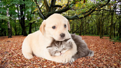 Δήμος-Καβάλας:-Υποχρεώσεις-και-πρόστιμα-για-τους-ιδιοκτήτες-ζώων-συντροφιάς