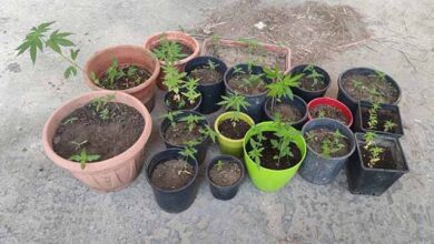 Θάσος:-Είχε-στο-σπίτι-του-56-φυτά-κάνναβης