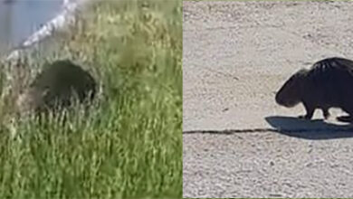 Ένας-μυοκάστορας-κάνει-βόλτες-στην-Ηρακλείτσα-(βίντεο)