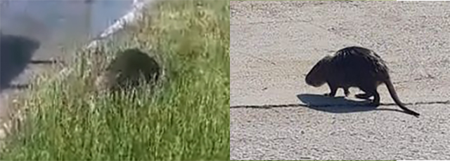 Ένας-μυοκάστορας-κάνει-βόλτες-στην-Ηρακλείτσα-(βίντεο)