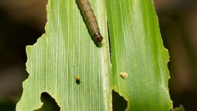 Αγανακτισμένη-η-Περιφερειακή-Σύνθεση-για-την-αδυναμία-αντιμετώπισης-του-“σκουληκιού”-στις-αγροτικές-καλλιέργειες