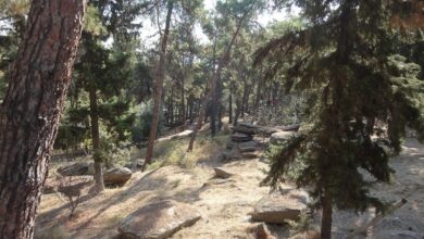 ΘΑΣΟΣ:-Απαγόρευση-κυκλοφορίας-σε-δασικές-εκτάσεις-λόγω-του-πολύ-υψηλού-κίνδυνου-πυρκαγιάς