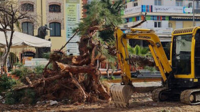 Ανακοίνωση-της-Υπηρεσίας-Πρασίνου-για-την-πτώση-του-πεύκου-στην-πλατεία-Καπνεργάτη