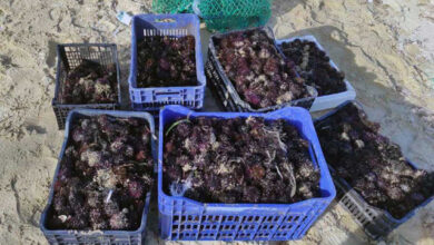 Νέα-Πέραμος:-Αλίευσαν-παράνομα-83,5-κιλά-αχινούς