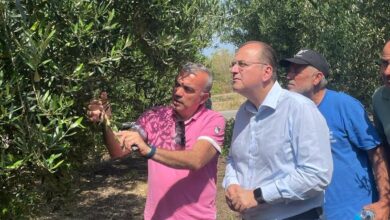 Πρωτοβουλίες-Μ.-Λαζαρίδη-για-την-αποζημίωση-των-ελαιοκαλλιεργητών-του-Δήμου-Παγγαίου