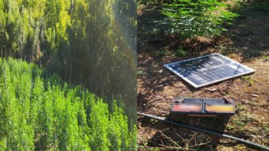 Πλήρως-οργανωμένη-φυτεία-κάνναβης-εντοπίστηκε-σε-δύσβατη-δασική-περιοχή-στο-Παγγαίο