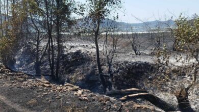 Έσβησε-η-πυρκαγιά-στο-Μυρτόφυτο