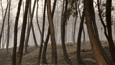 Πληροφορίες-για-26-απανθρακωμένους-μετανάστες-στο-δάσος-της-Δαδιάς