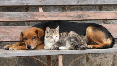 Δήμος-Καβάλας:-Δωρεάν-αποτέφρωση-νεκρών-ζώων-συντροφιάς