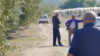 Έκλεψαν-τρεις-τόνους-ελιές-από-χωράφι-στον-Πλατανότοπο-Παγγαίου