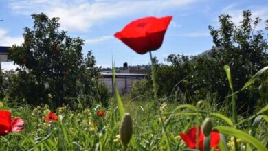 Ο-καιρός-του-Πάσχα:-Πού-και-πότε-θα-βρέξει-–-Οι-τελευταίες-προβλέψεις-για-τη-Μεγάλη-Εβδομάδα