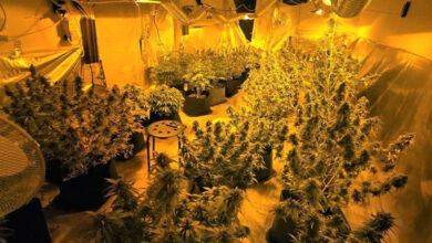 Έκανε-το-σπίτι-του-θερμοκήπιο-καλλιέργειας-κάνναβης