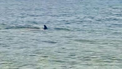 Καβάλα:-Δελφίνι-κάνει-βόλτες-στη-Νέα-Πέραμο-–-Δείτε-βίντεο