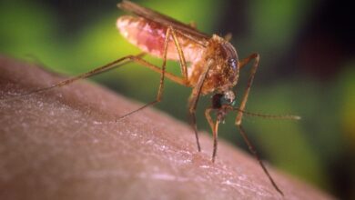Δεν-υπάρχει-κρούσμα-ιού-του-Δυτικού-Νείλου-στην-Περιφέρεια-ΑΜΘ
