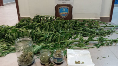 Καλλιεργούσε-στον-στάβλο-δενδρύλλια-κάνναβης