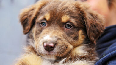 Δήμος-Καβάλας:-Δωρεάν-στειρώσεις-σε-δεσποζόμενα-ζώα-συντροφιάς