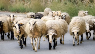 Επιβεβαιώθηκε-κρούσμα-ευλογιάς-στο-Παγγαίο
