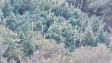 Εντοπίστηκε-φυτεία-δενδρυλλίων-κάνναβης-σε-δασική-περιοχή-της-Καβάλας