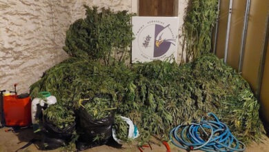 Εντοπίστηκε-φυτεία-δενδρυλλίων-κάνναβης-σε-δασική-περιοχή-της-Καβάλας-(βίντεο)