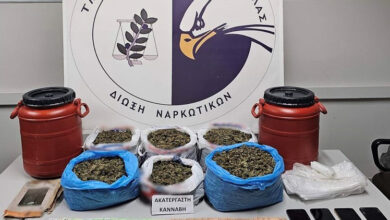 Καβάλα:-Είχαν-«καβάτζα»-στο-δάσος-με-ακατέργαστη-κάνναβη