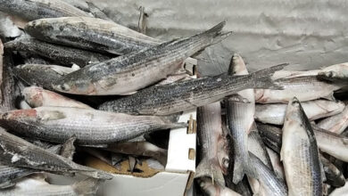 Προσπάθησαν-να-κλέψουν-ψάρια-από-συνεταιρισμό