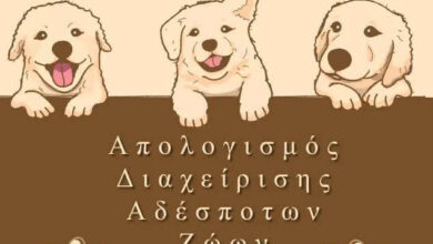 ΔΗΜΟΣ-ΚΑΒΑΛΑΣ:-Απολογισμός-διαχείρισης-αδέσποτων-ζώων-συντροφιάς-το-2024