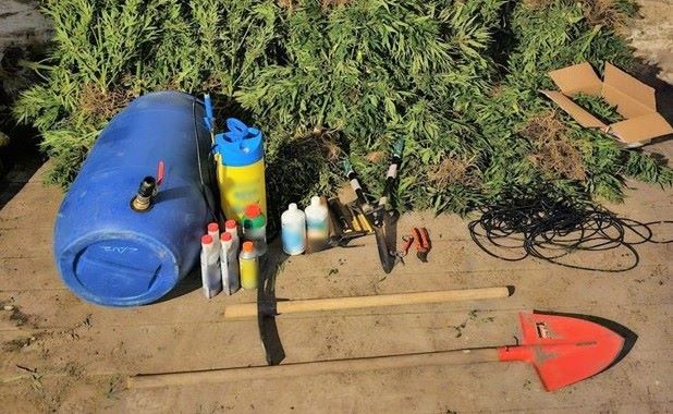 Η-Δίωξη-Ναρκωτικών-Καβάλας-εντόπισε-φυτεία-κάνναβης-στη-Χαλκιδική