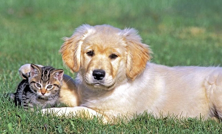 Καβάλα:-Πρόστιμο-επειδή-δεν-τηρούσε-τους-κανόνες-ευζωίας