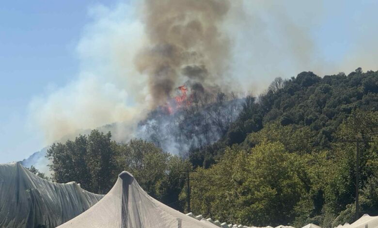Φωτιά-στο-Μυρτόφυτο-–-Κατασβέστηκε-σε-μισή-ώρα-χάρη-στην-άμεση-επέμβαση