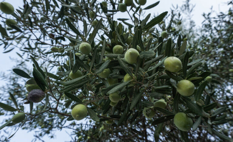 Μετατίθεται-για-του-χρόνου-η-υποχρεωτική-υποβολή-Δηλώσεων-Συγκομιδής-Ελαιοκάρπου