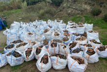 Δωρεάν-καυσόξυλα-σε-ευάλωτα-νοικοκυριά-του-Δήμου-Παγγαίου-για-την-αντιμετώπιση-της-ενεργειακής-κρίσης