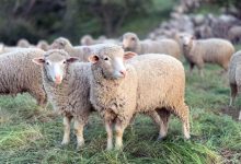 22,7-εκατ.-ευρώ-για-αποζημιώσεις-κτηνοτρόφων-λόγω-ευλογιάς-και-αφθώδους-πυρετού