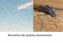 Χειρονόμοι-και-όχι-κουνούπια-τα-σμήνη-στον-Δήμο-Παγγαίου-–-Τι-αναφέρουν-οι-αυτοψίες-της-Περιφέρειας