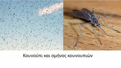 Χειρονόμοι-και-όχι-κουνούπια-τα-σμήνη-στον-Δήμο-Παγγαίου-–-Τι-αναφέρουν-οι-αυτοψίες-της-Περιφέρειας
