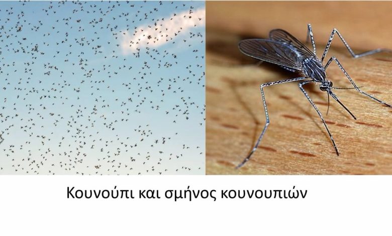 Χειρονόμοι-και-όχι-κουνούπια-τα-σμήνη-στον-Δήμο-Παγγαίου-–-Τι-αναφέρουν-οι-αυτοψίες-της-Περιφέρειας