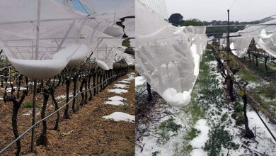 Μεγάλες-ζημιές-στα-αμπέλια-του-Παγγαίου-και-στα-ακτινίδια-του-Νέστου-από-το-χαλάζι