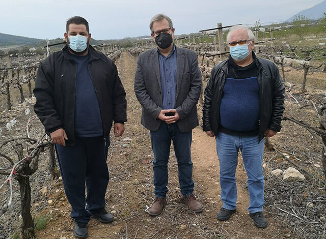 Ο-Κώστας-Αντωνιάδης-στις-πληγείσες-αμπελοκαλλιέργειες-του-Παγγαίου