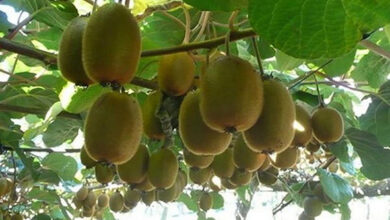 Ζημιές-από-τον-παγετό-στις-καλλιέργειες-του-Νέστου